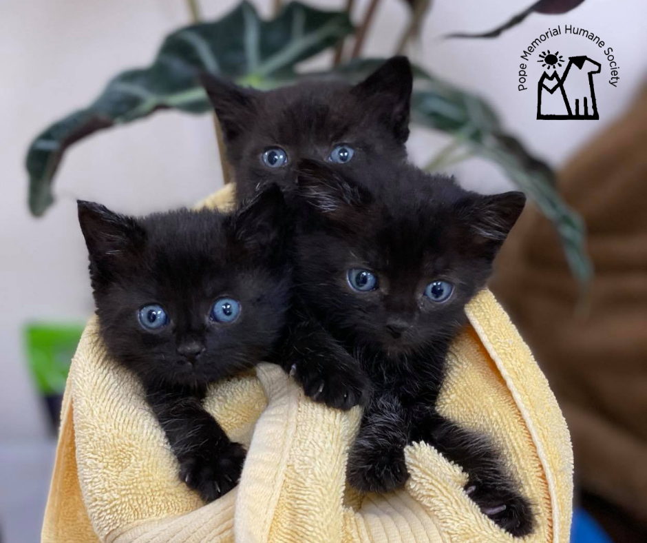 About the Home for the Howlidays! We're Feline Festive! campaign on Bonfire 2