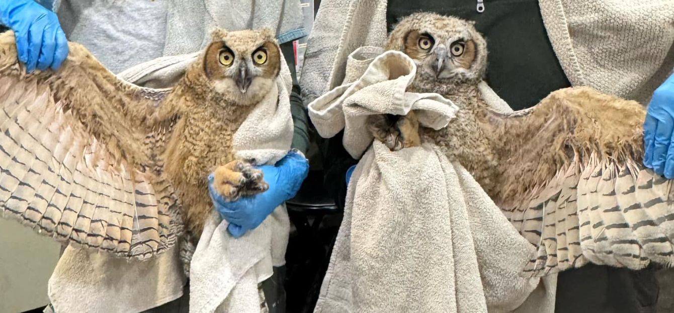 About the REGI Great Horned Owl (May) campaign on Bonfire 2