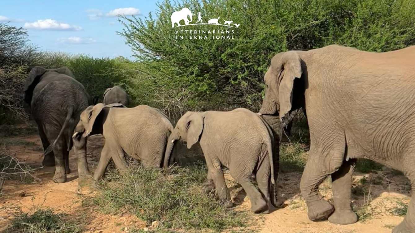 About the  campaign on Bonfire 2