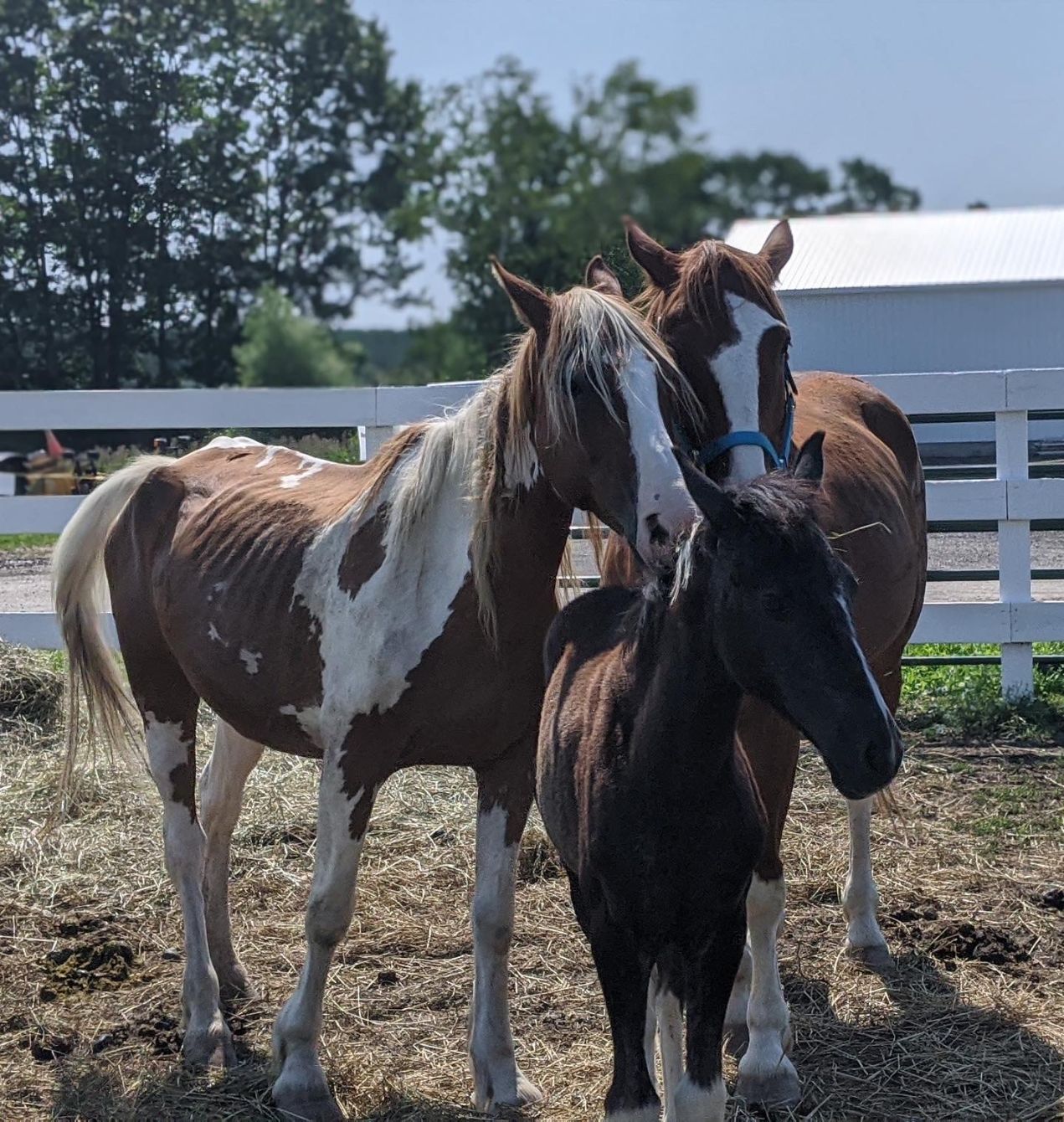 About the Run Wild Stay Free Mug campaign on Bonfire 2