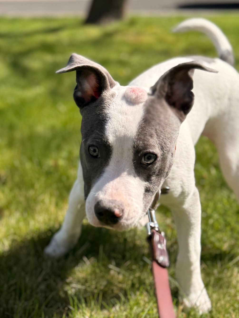 About the  campaign on Bonfire 2