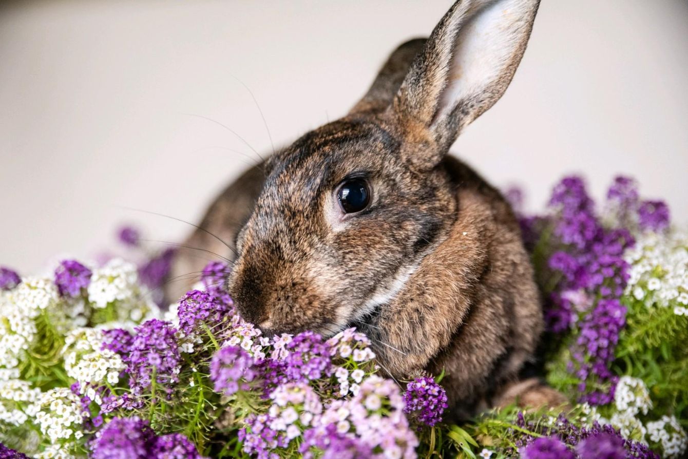 About the Rescue. Educate. Adopt campaign on Bonfire 2