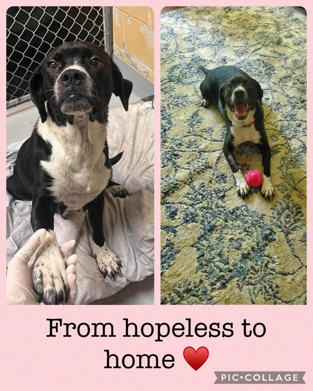 About the It's A Good Day To Rescue Dogs campaign on Bonfire 2