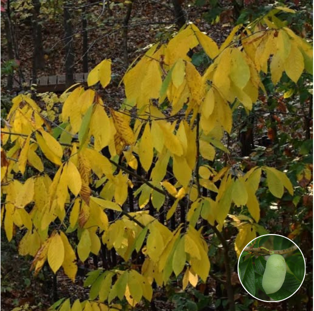 About the GNPS Logo 2026 Plant of the Year Shirts campaign on Bonfire 2