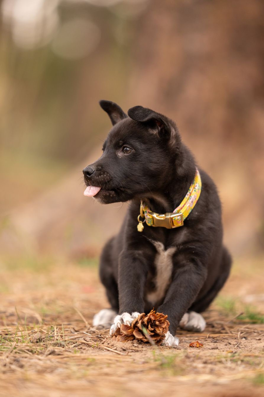 About the Rezdog is my Favorite Breed campaign on Bonfire 3