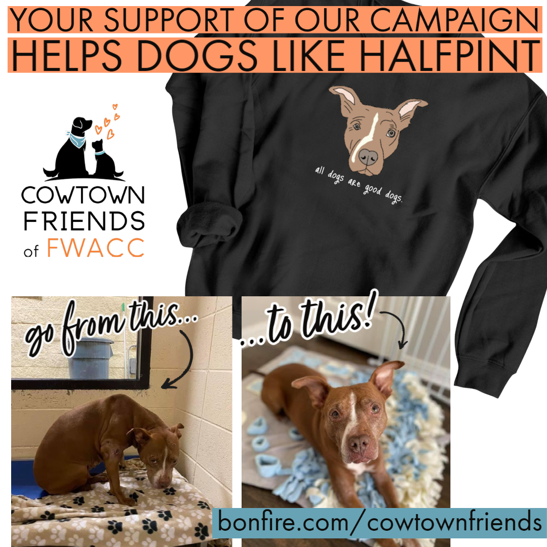 About the All dogs are good dogs. campaign on Bonfire 2