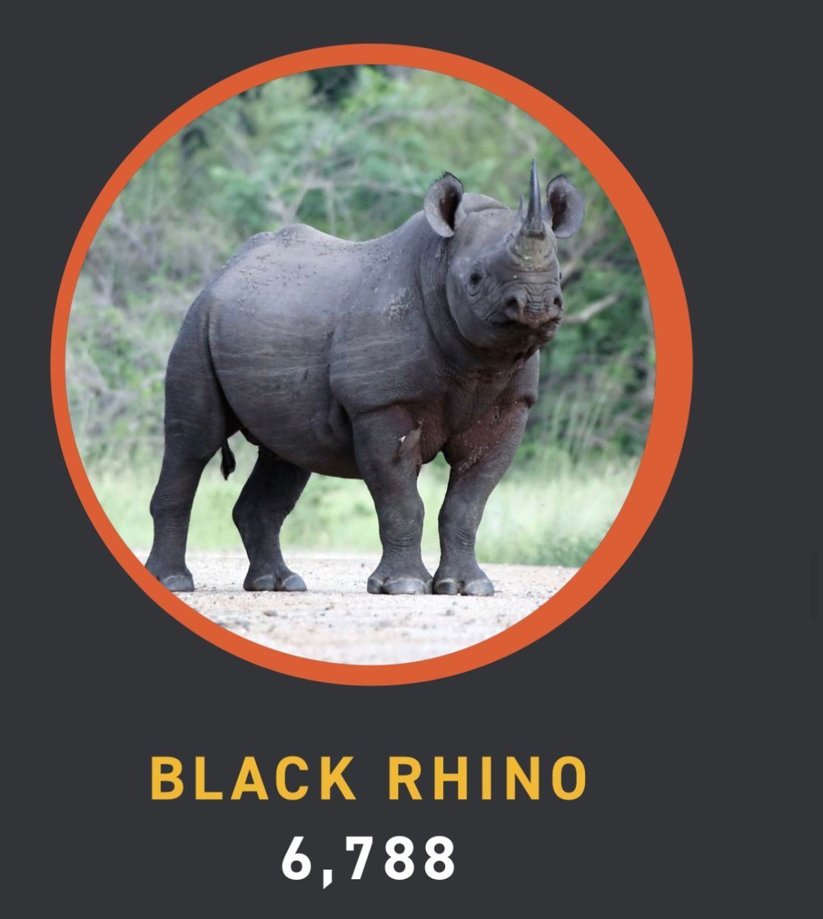 About the IRKA ?Saving Rhinos? Campaign campaign on Bonfire 4