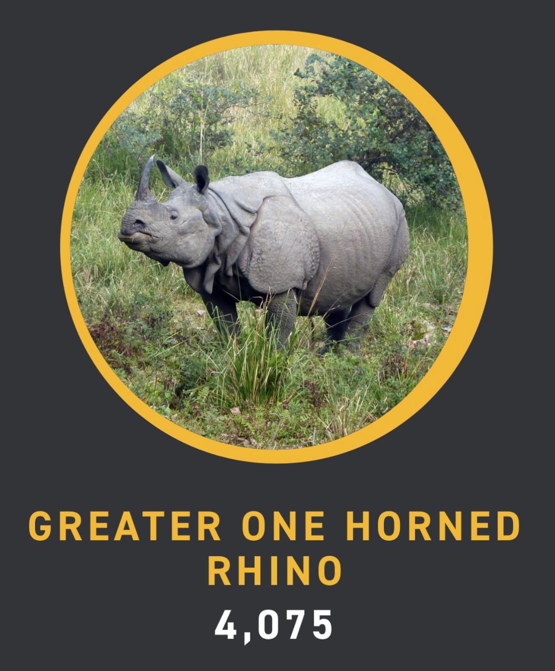 About the IRKA ?Saving Rhinos? Campaign campaign on Bonfire 5
