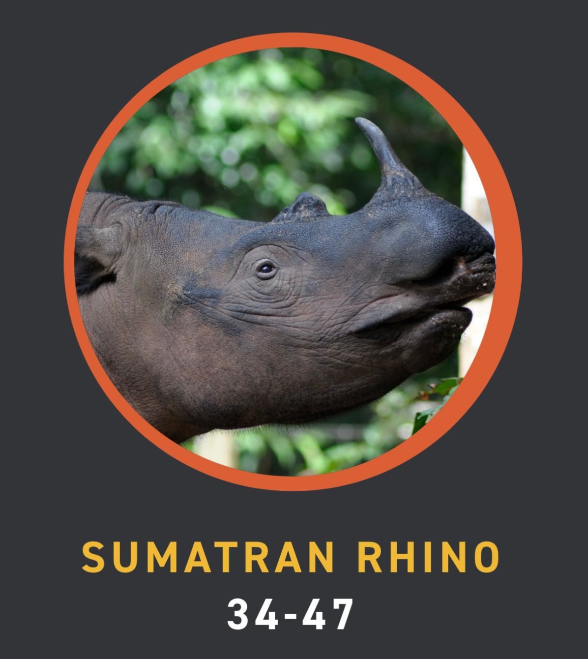 About the IRKA ?Saving Rhinos? Campaign campaign on Bonfire 7