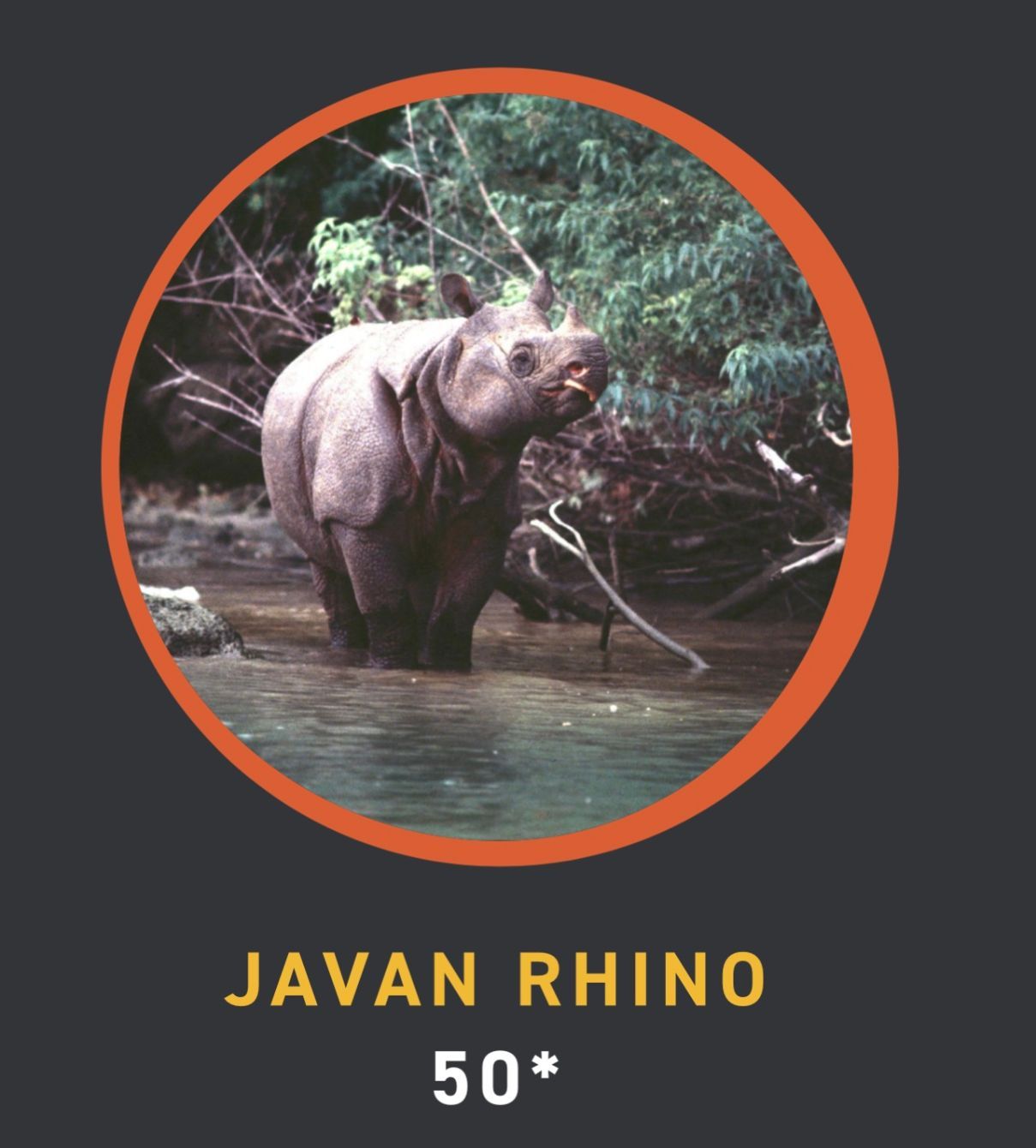 About the IRKA ?Saving Rhinos? Campaign campaign on Bonfire 6