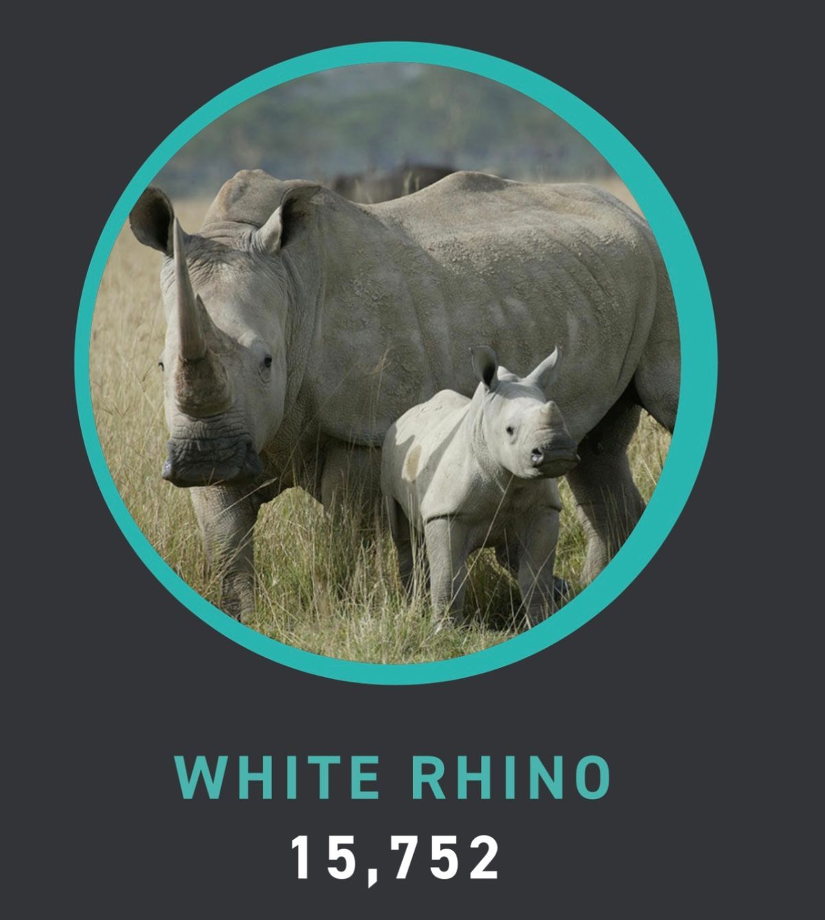 About the IRKA ?Saving Rhinos? Campaign campaign on Bonfire 3