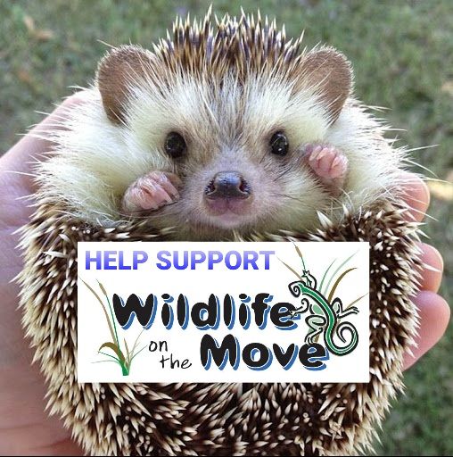 About the GOIN' WILD Two-Toned Mug - Official WOTM Logo campaign on Bonfire 2