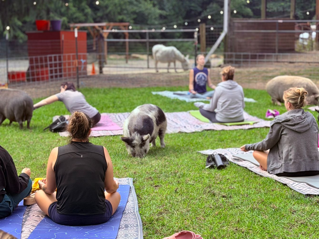 About the Pig Yoga Campaign (White Logo) campaign on Bonfire 2