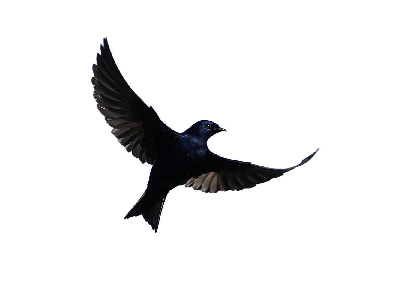 About the  campaign on Bonfire 4