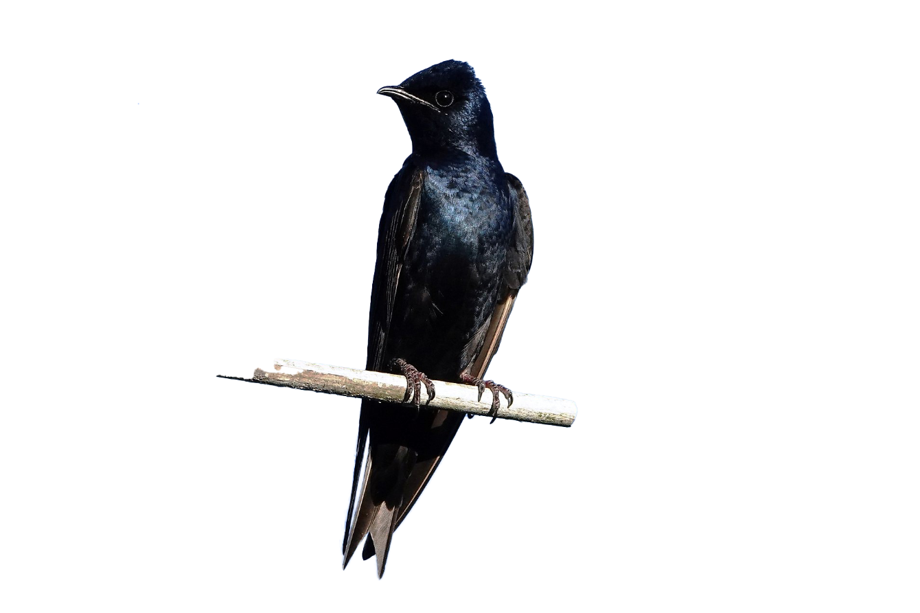 About the  campaign on Bonfire 3