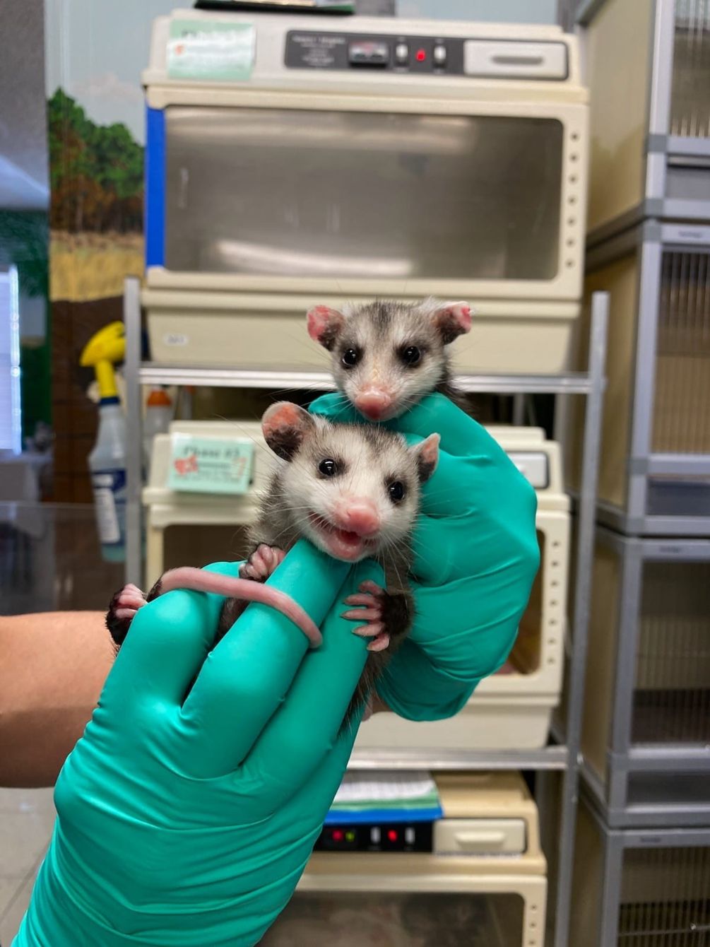 About the SFWC Support Crew - Color Logo campaign on Bonfire 2