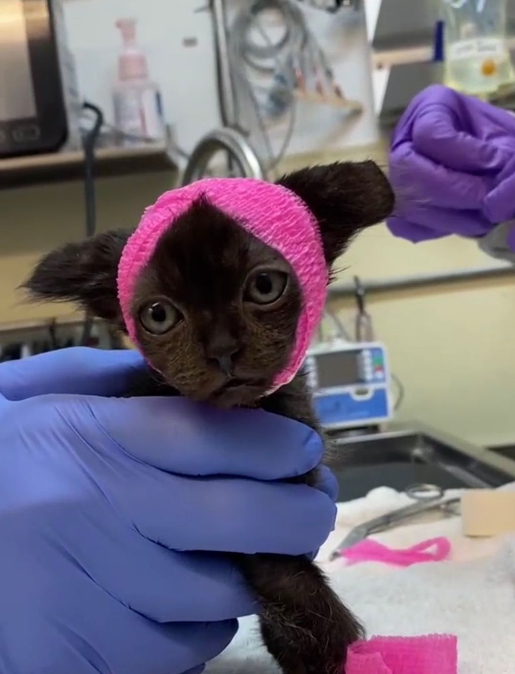 About the Stray Cat Alliance - Soledad Holiday campaign on Bonfire 2