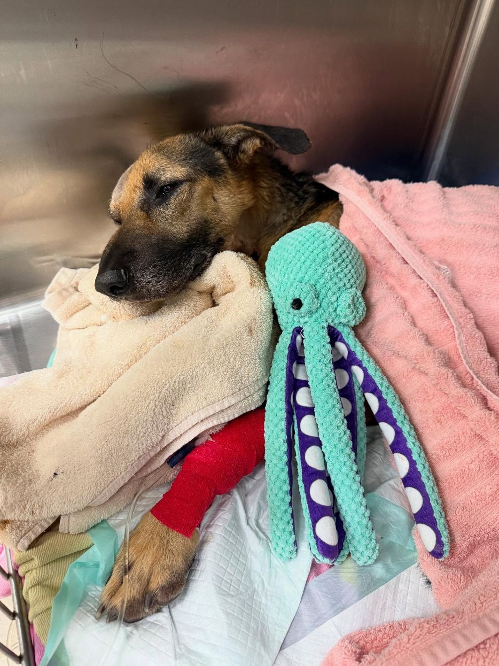 About the Justice for Cane campaign on Bonfire 2