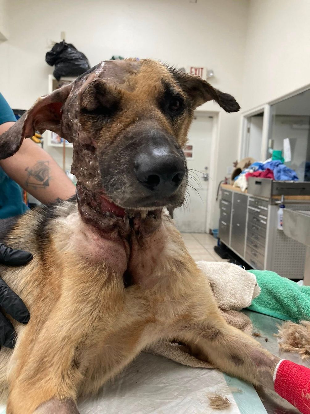 About the Justice for Cane campaign on Bonfire 3