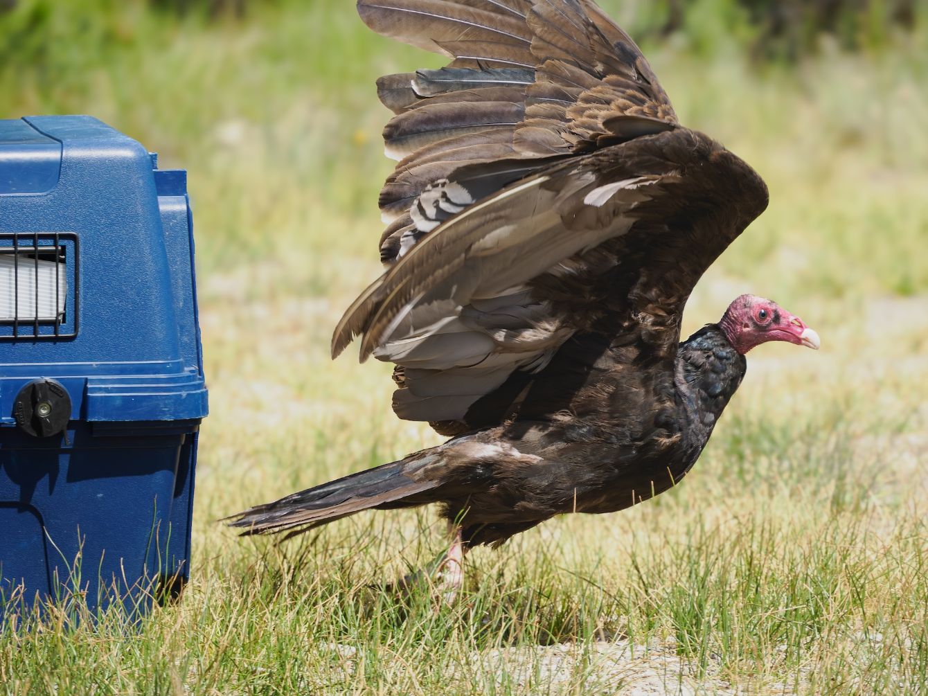 About the  campaign on Bonfire 2