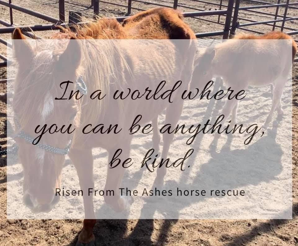 About the Risen From The Ashes - Kindness Matters campaign on Bonfire 2