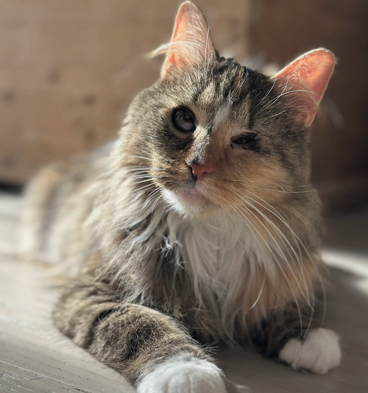 About the See with your heart campaign on Bonfire 3