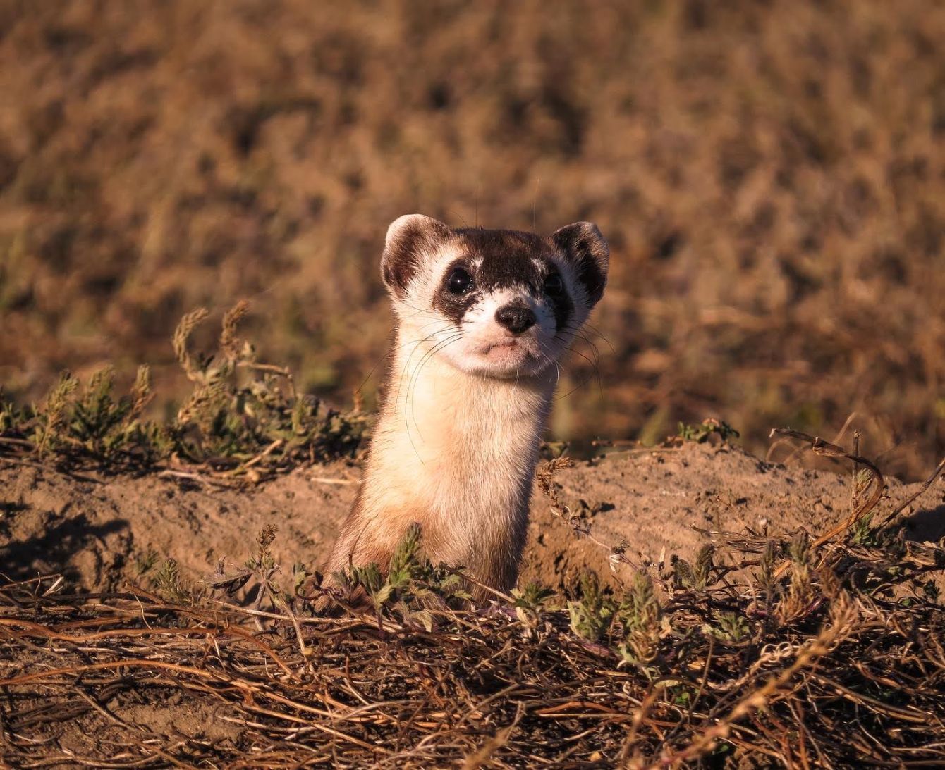 About the Black-footed Ferret Tie Dye campaign on Bonfire 0