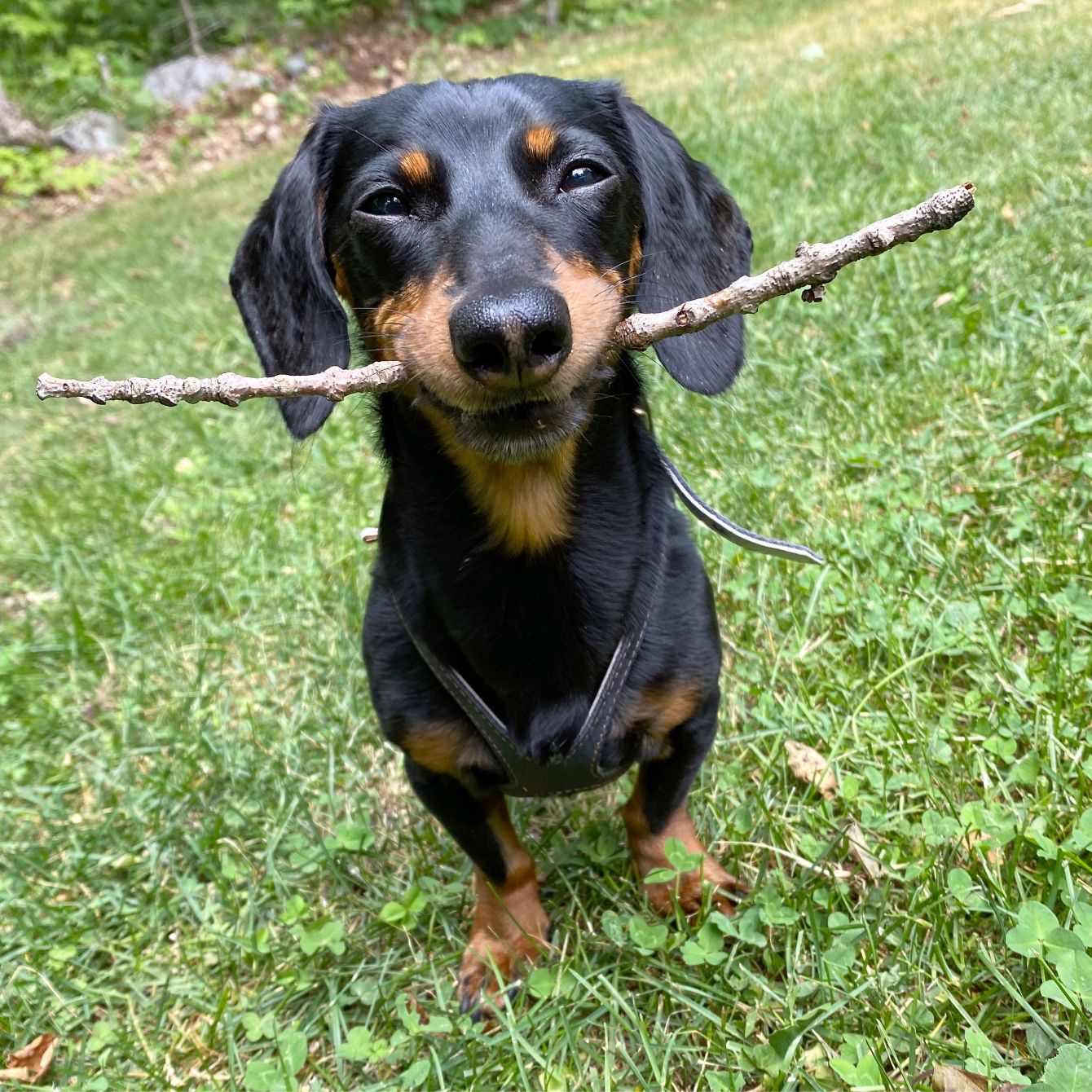 About the Crusoe's Happy Stick campaign on Bonfire 2