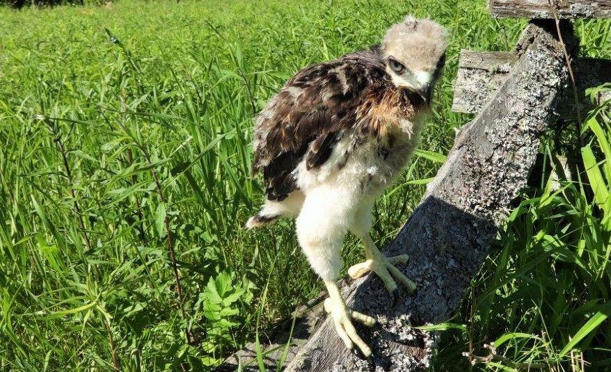 About the REGI Red-shouldered Hawk (April) campaign on Bonfire 2