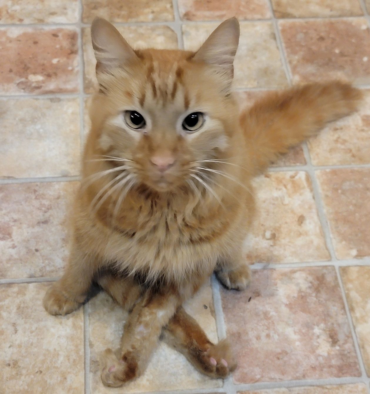 About the Tim, the Super Scooter, shirts campaign on Bonfire 2