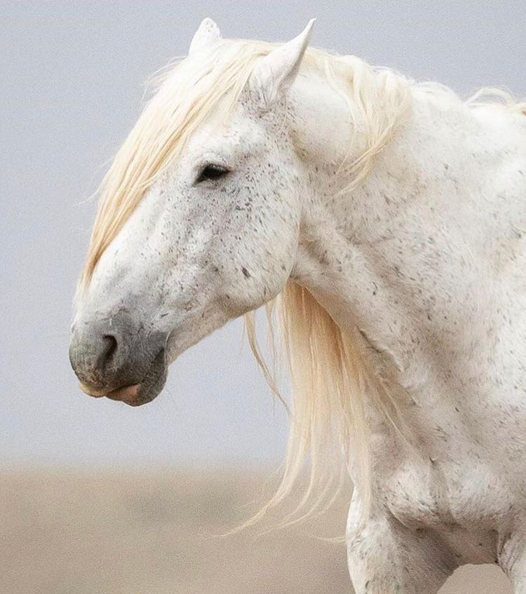 About the 'OLD MAN' SAVE ONAQUI campaign on Bonfire 2