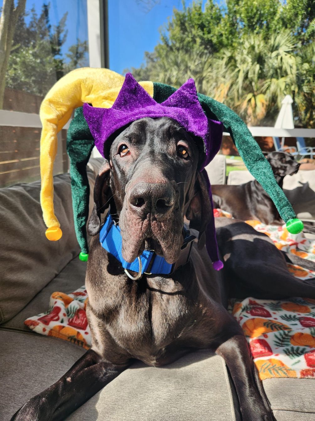 Purple hot sale great dane