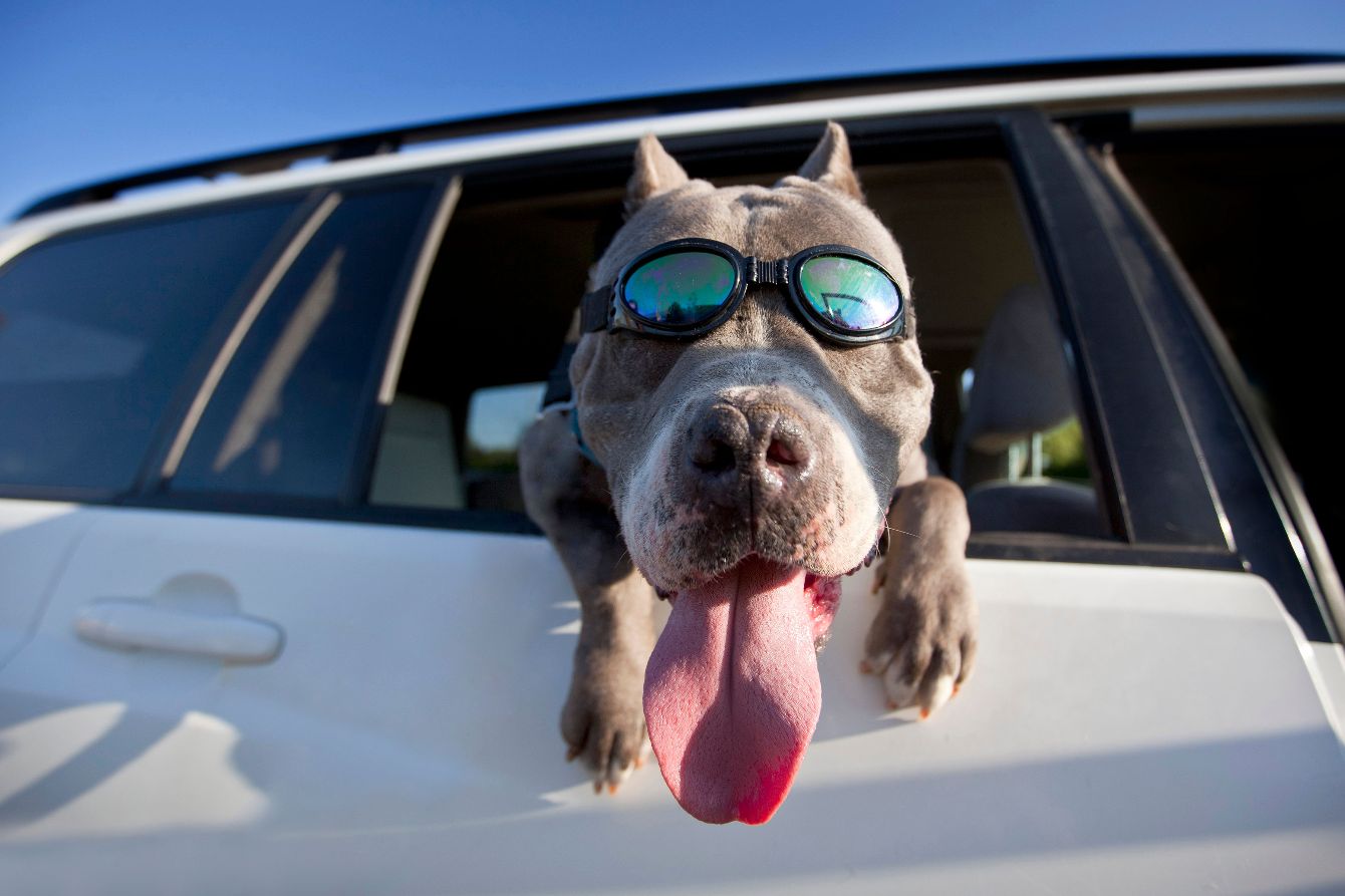 About the Mr. Big Adoption Celebration! campaign on Bonfire 2