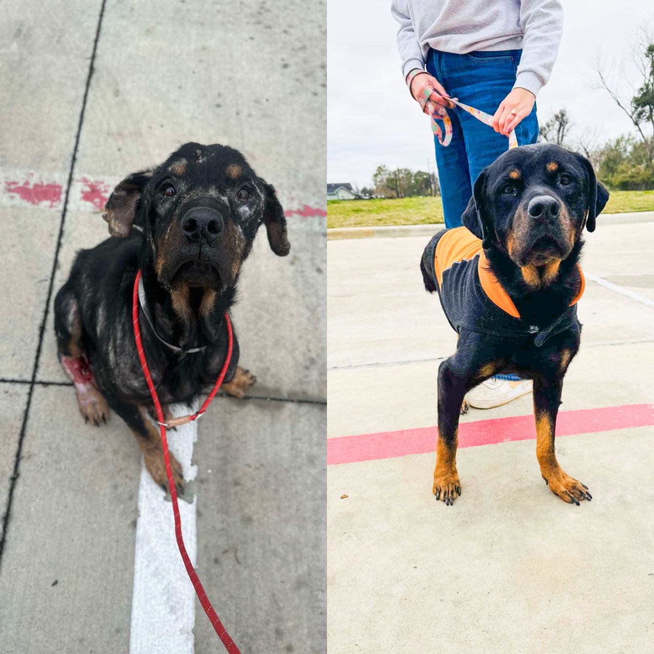 About the Moose Love! campaign on Bonfire 2