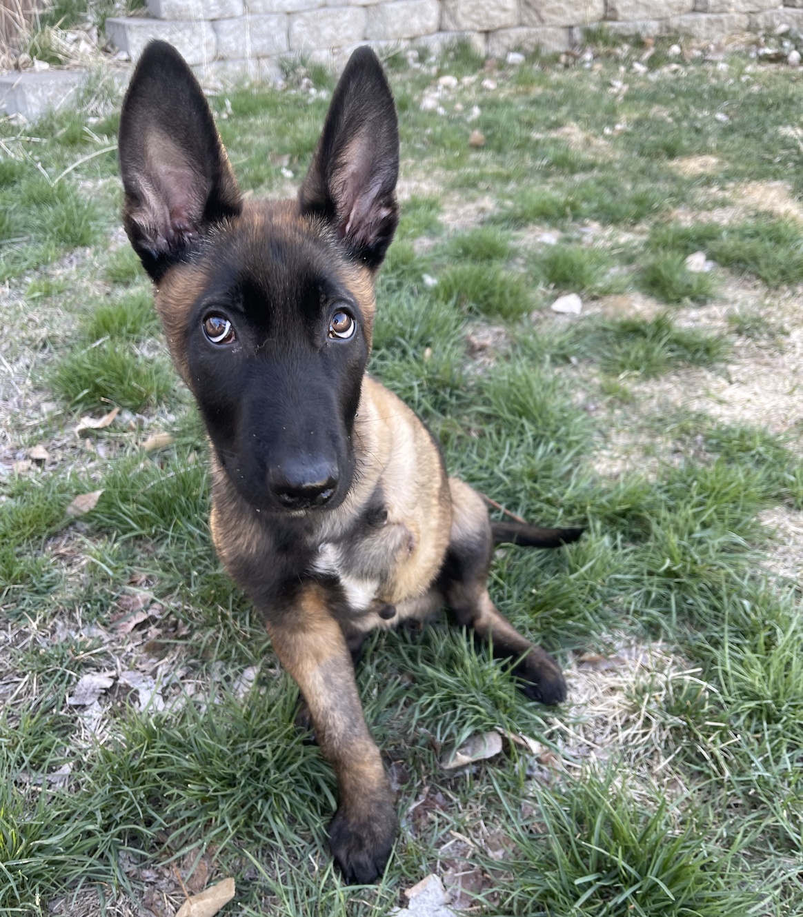 Malinois best sale puppy rescue