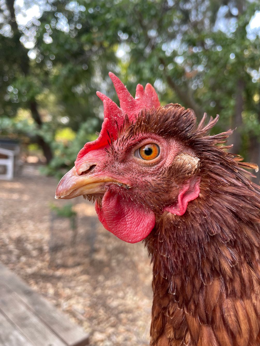 About the Sweetie's tote bag campaign on Bonfire 2