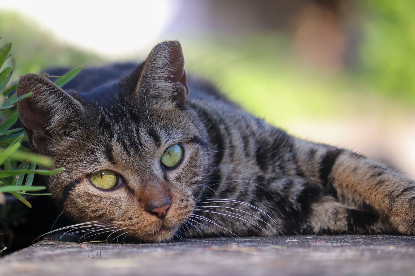 About the  campaign on Bonfire 8