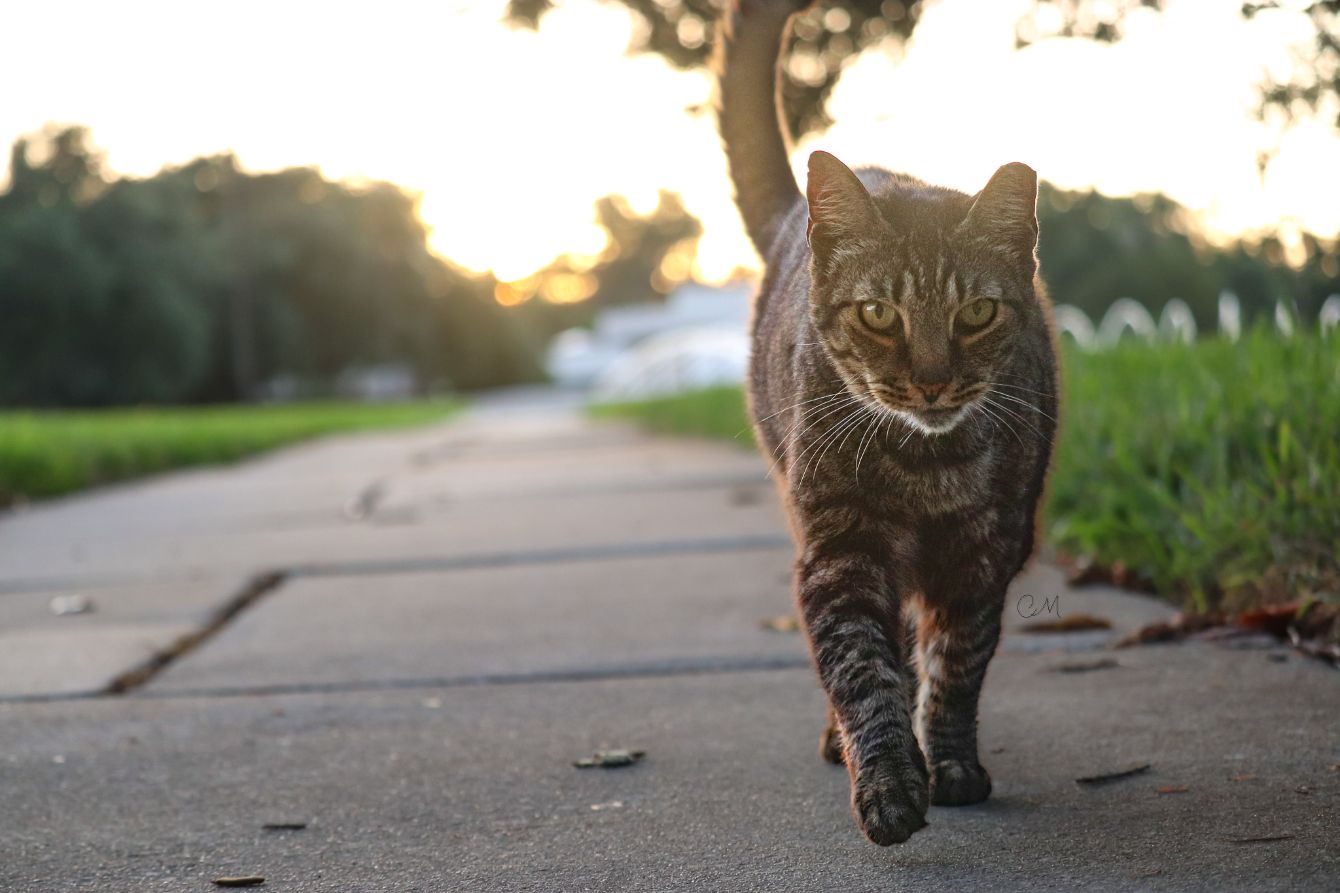 About the  campaign on Bonfire 2