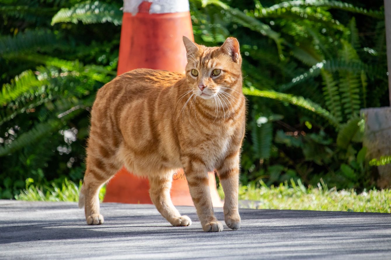 About the  campaign on Bonfire 11