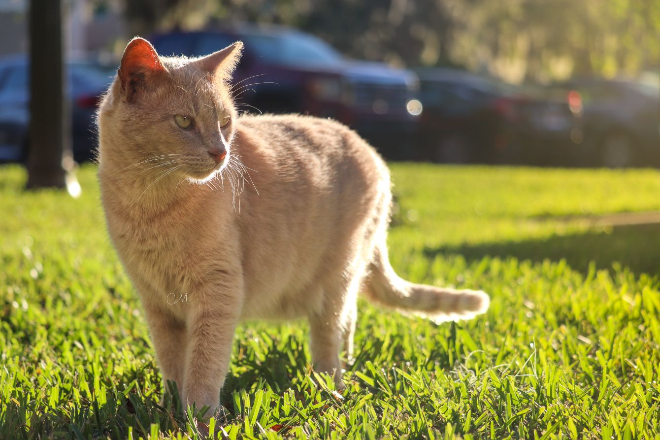 About the  campaign on Bonfire 5