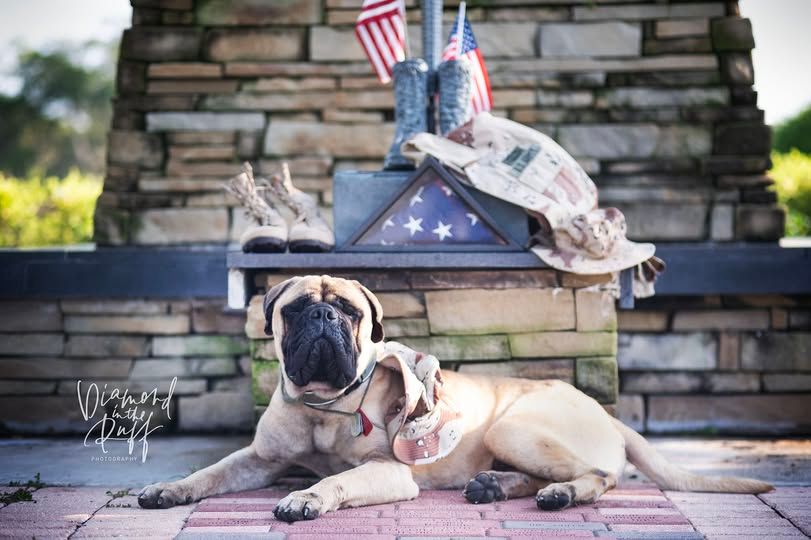 About the "Cujo" Shirt Fundraiser - Rugaz Rescue campaign on Bonfire 3
