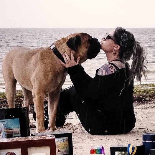 About the "Cujo" Shirt Fundraiser - Rugaz Rescue campaign on Bonfire 4