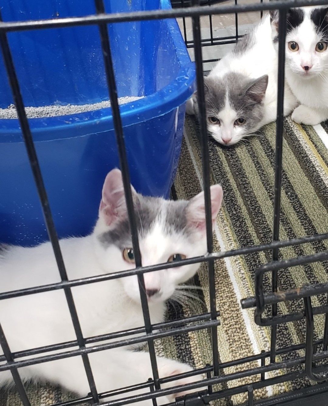 About the The Whale shirts and coffee to Rescue Kitties campaign on Bonfire 2