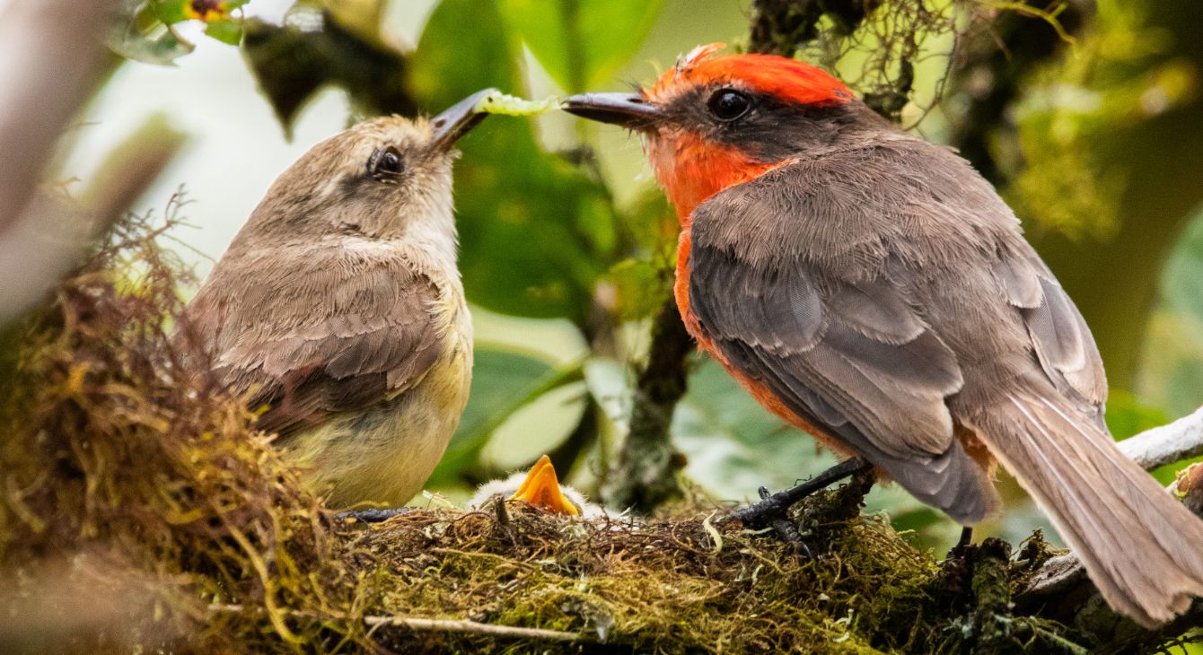 About the Charles Darwin Foundation: Flycatcher tee campaign on Bonfire 2