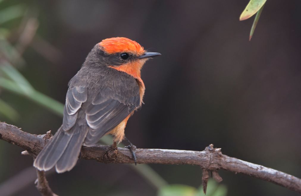 About the Charles Darwin Foundation: Flycatcher tee campaign on Bonfire 5