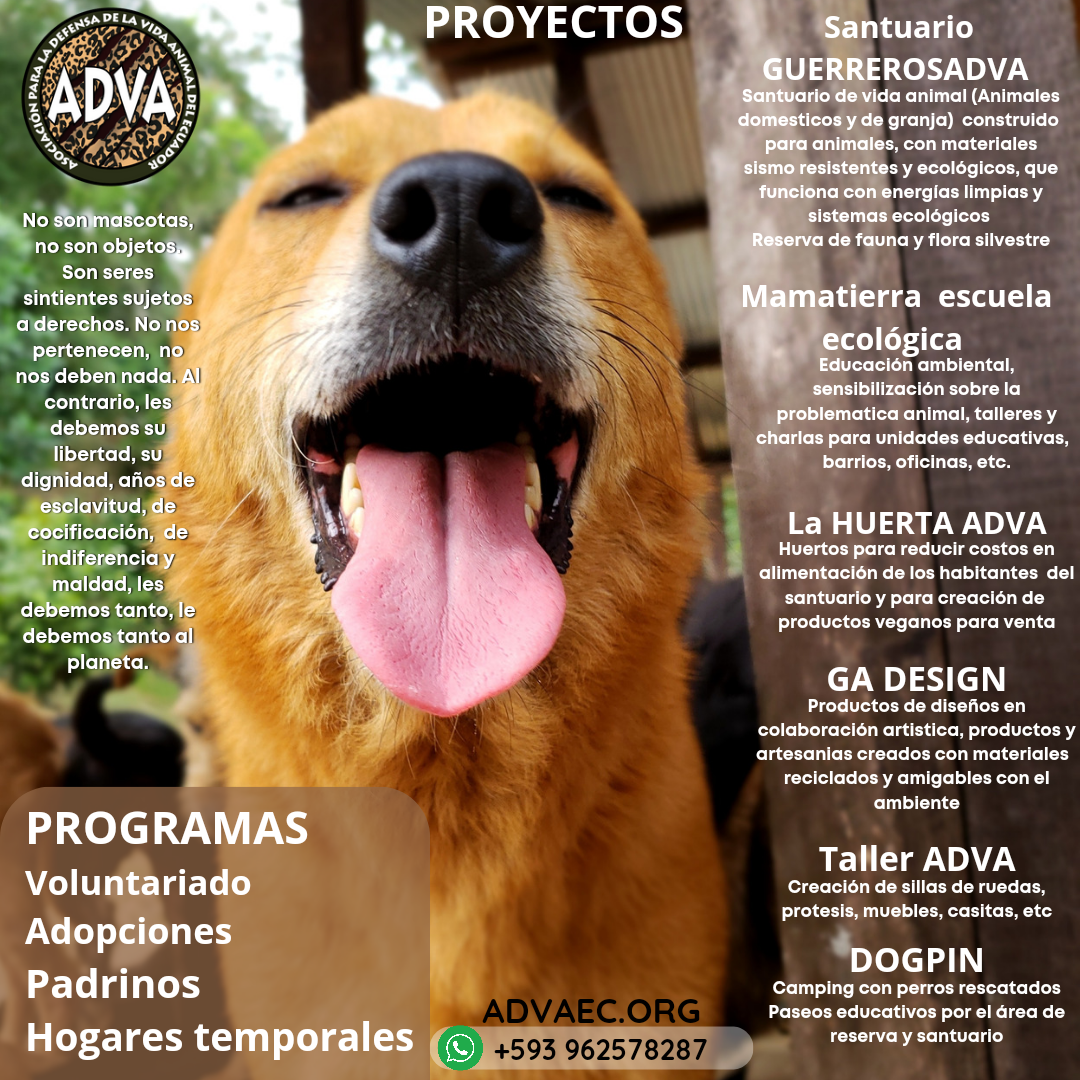 About the Woof 1 campaign on Bonfire 3