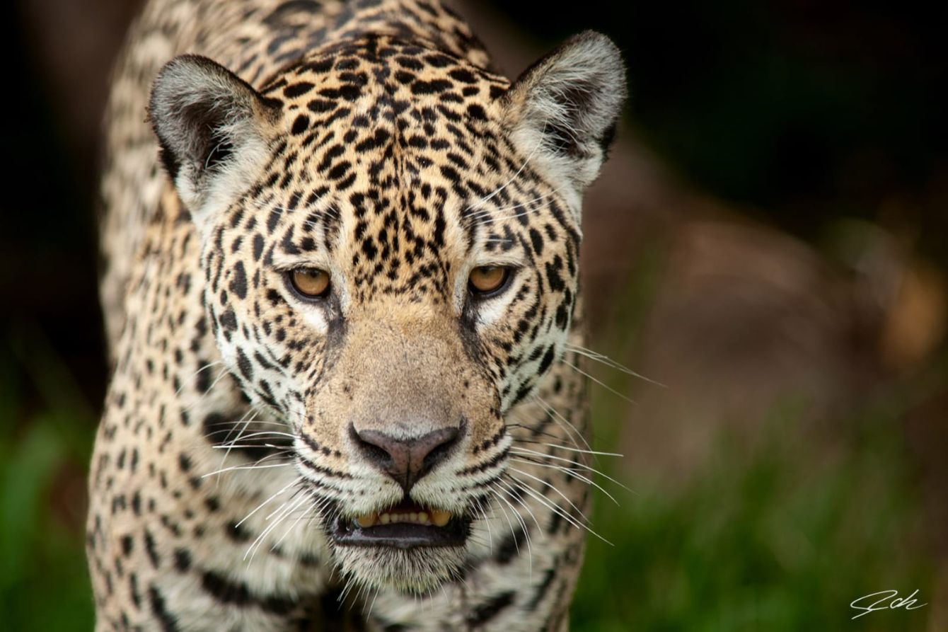 About the International Jaguar Day 2022 campaign on Bonfire 2