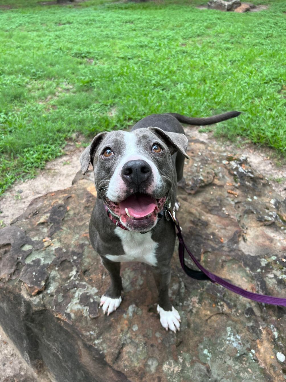 About the Unconditional Love: See Your Local Rescue&nbsp; campaign on Bonfire 2