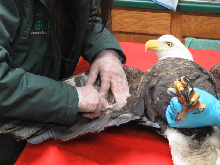 About the REGI Bald Eagle (December) campaign on Bonfire 2