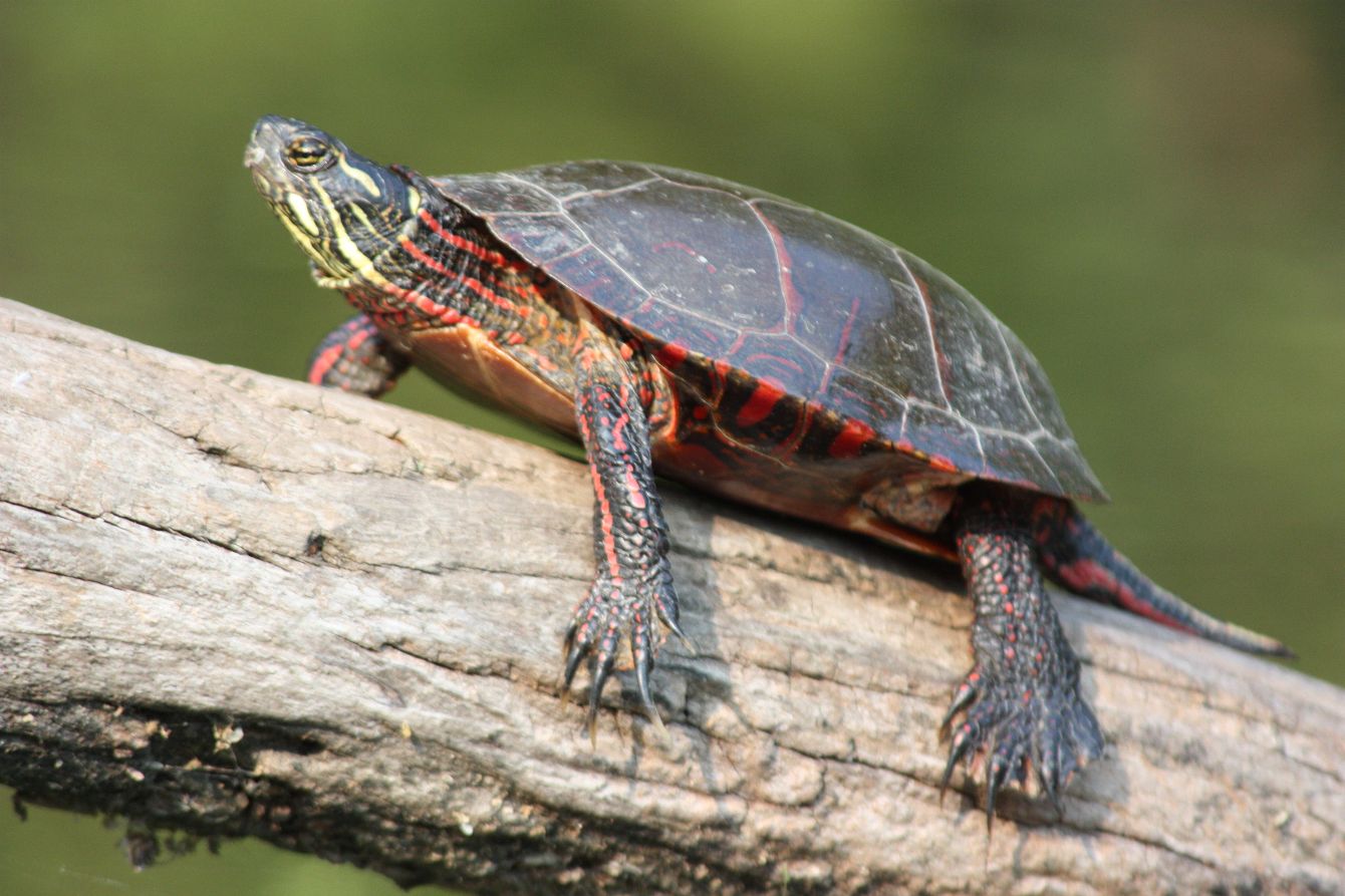 About the FDR Apparel - Dark Logo campaign on Bonfire 2